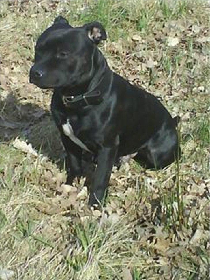 Staffordshire bull terrier Elvis  *R.I.P* billede 14