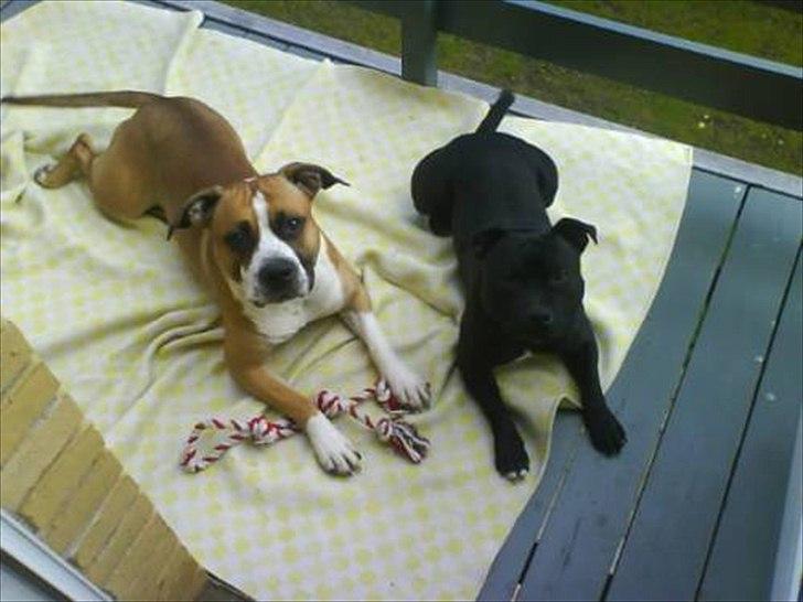 Staffordshire bull terrier Elvis  *R.I.P* billede 15