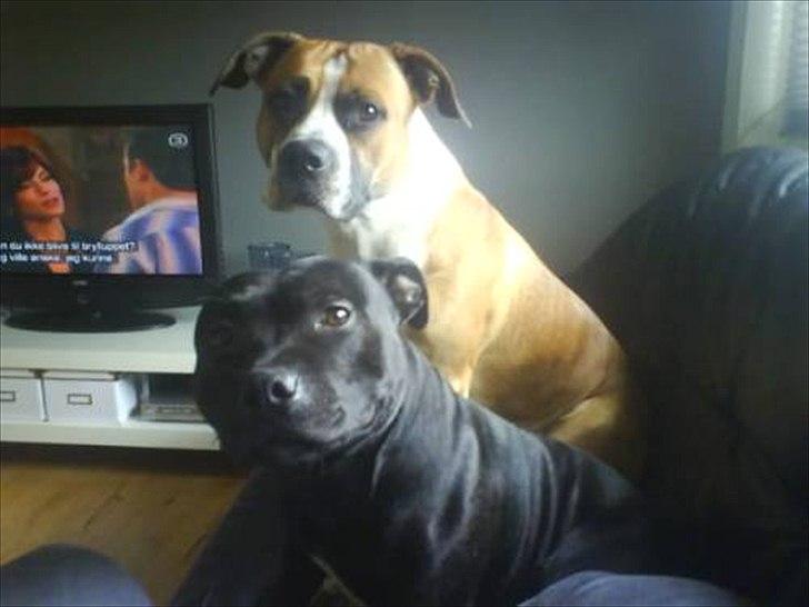 Staffordshire bull terrier Elvis  *R.I.P* billede 16