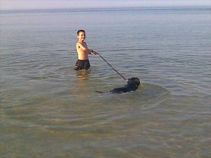 Staffordshire bull terrier Elvis  *R.I.P* billede 17