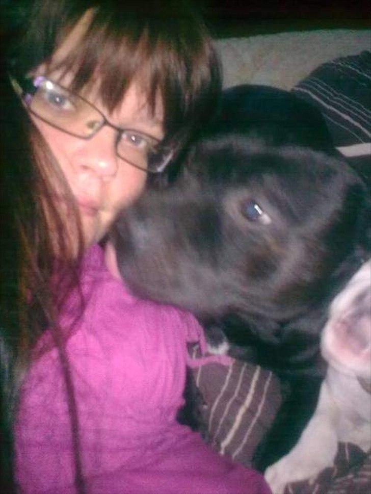 Staffordshire bull terrier Elvis  *R.I.P* billede 18