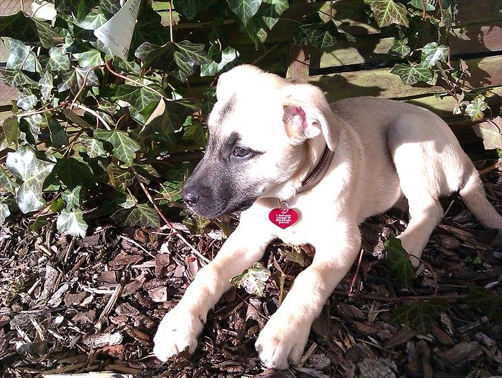 Blanding af racer Luna billede 9