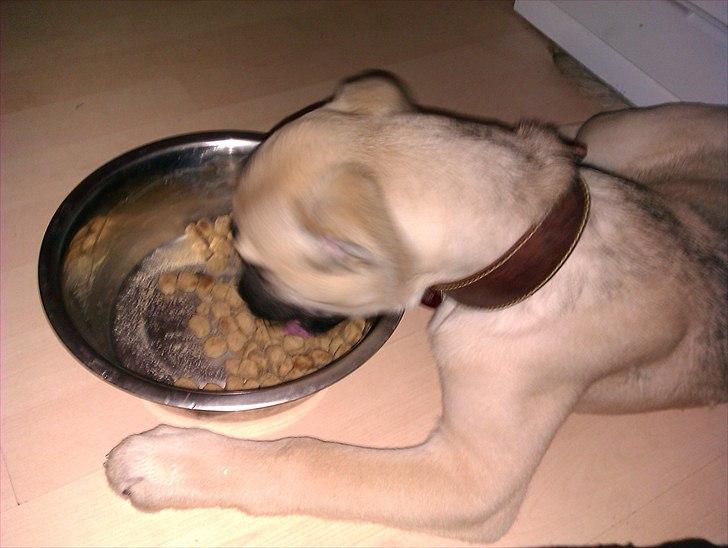 Blanding af racer Luna billede 10