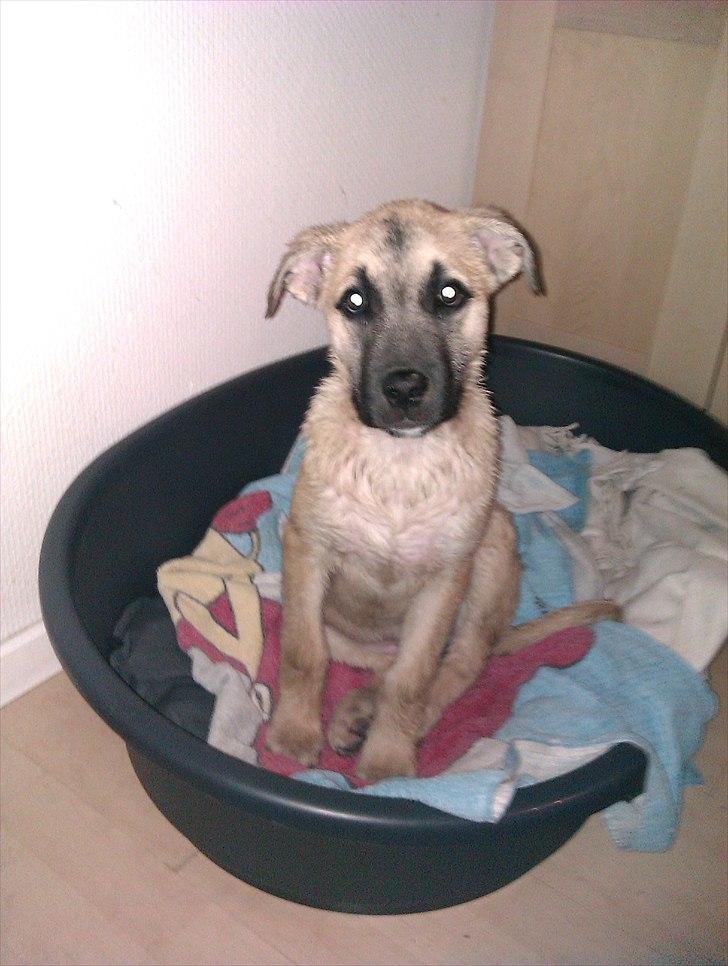 Blanding af racer Luna billede 11