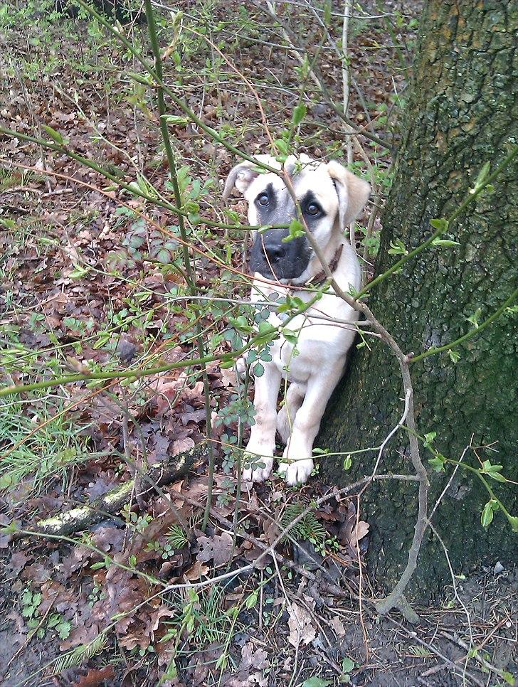 Blanding af racer Luna billede 12