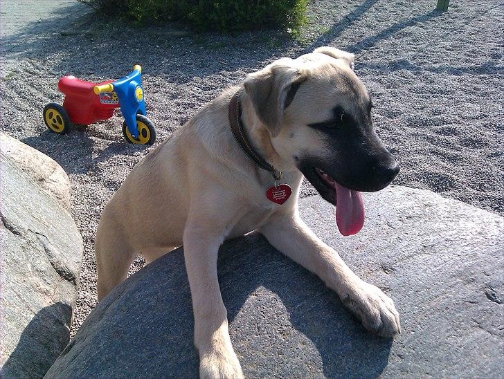 Blanding af racer Luna billede 13