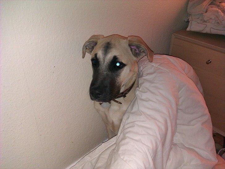 Blanding af racer Luna billede 14