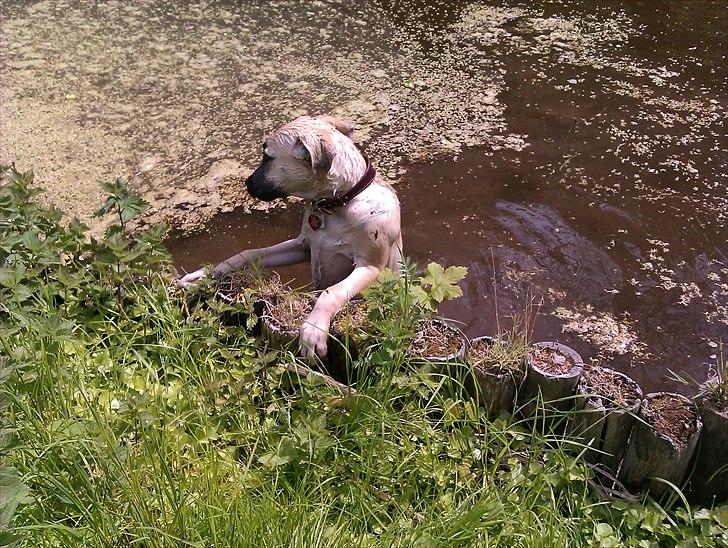 Blanding af racer Luna billede 15