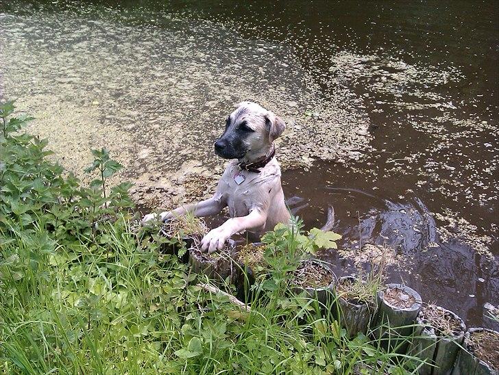 Blanding af racer Luna billede 16