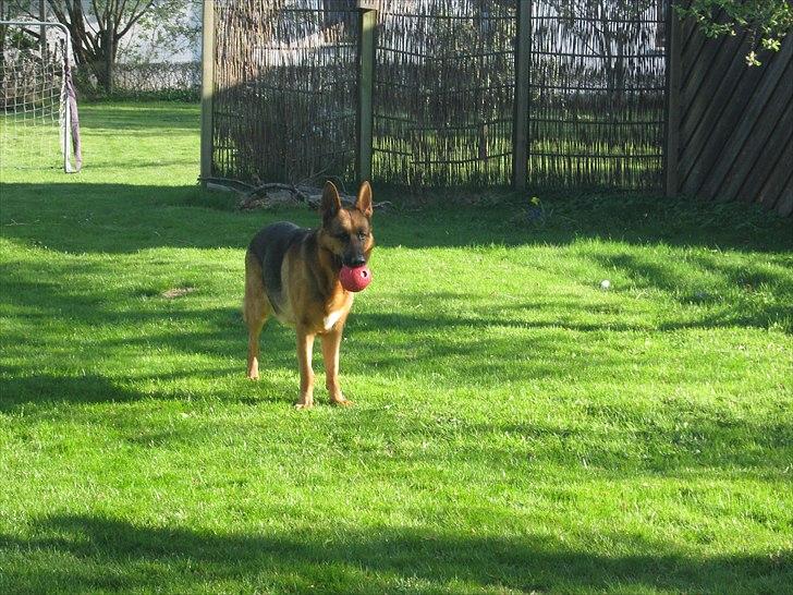 Schæferhund Marco -Champ- billede 14