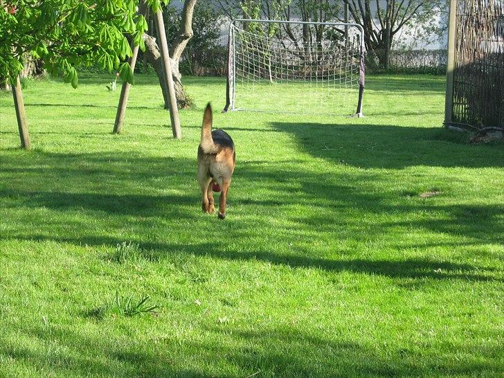 Schæferhund Marco -Champ- billede 15