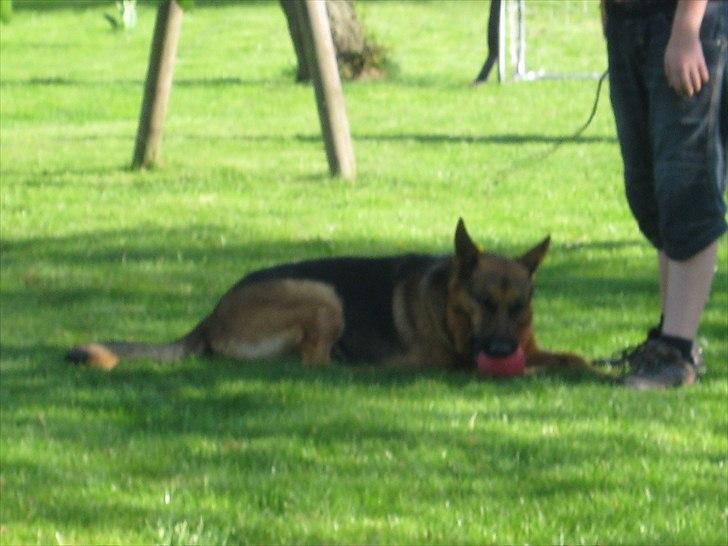 Schæferhund Marco -Champ- billede 16