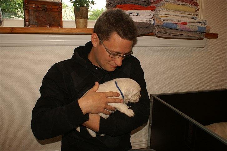 Golden retriever Golden Dixie´s rabalderstræde CODY billede 4