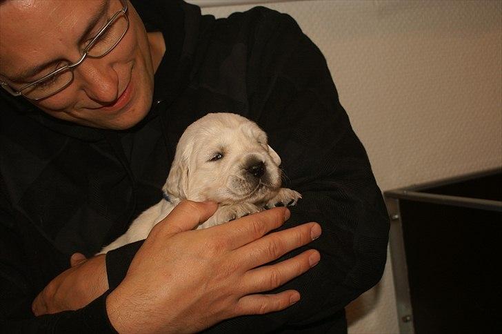 Golden retriever Golden Dixie´s rabalderstræde CODY billede 5