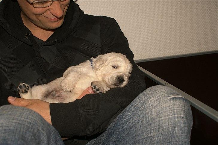 Golden retriever Golden Dixie´s rabalderstræde CODY billede 10