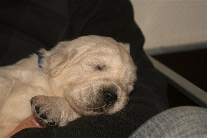 Golden retriever Golden Dixie´s rabalderstræde CODY billede 11