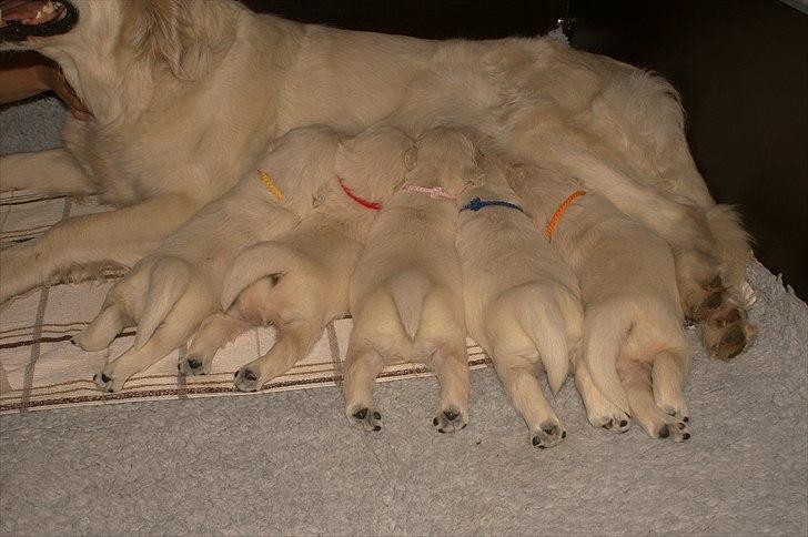 Golden retriever Golden Dixie´s rabalderstræde CODY billede 14