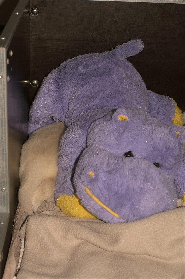 Golden retriever Golden Dixie´s rabalderstræde CODY billede 15