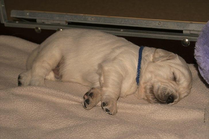 Golden retriever Golden Dixie´s rabalderstræde CODY billede 17