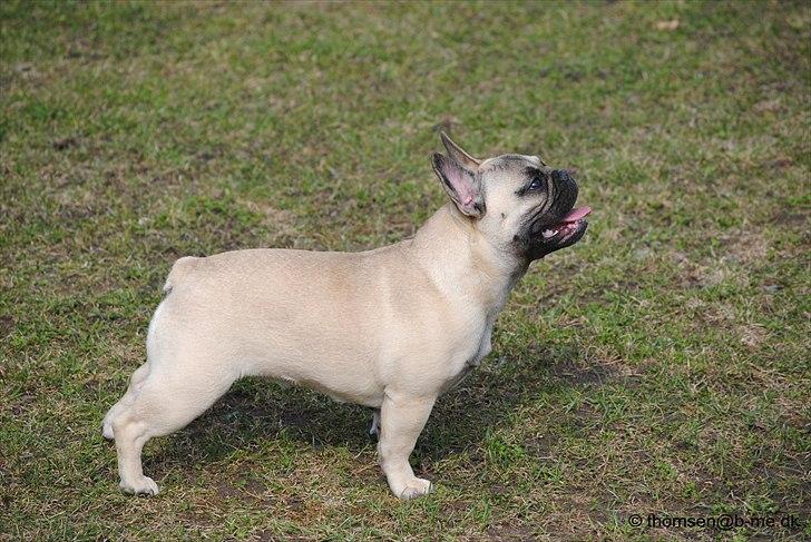 Fransk bulldog Csara billede 1
