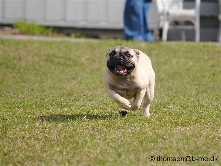 Fransk bulldog Csara billede 2