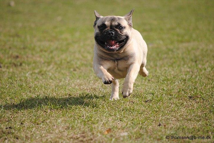 Fransk bulldog Csara billede 3