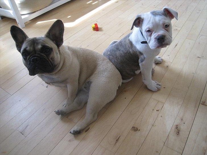 Fransk bulldog Csara billede 4