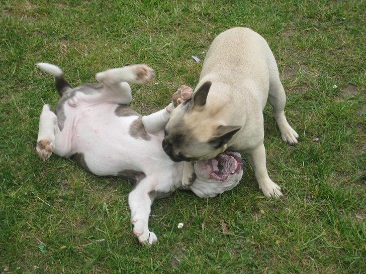 Fransk bulldog Csara billede 5