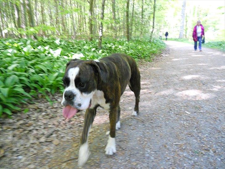 Boxer Kahvi billede 9