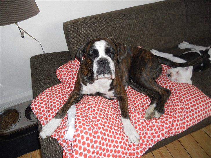 Boxer Kahvi billede 10
