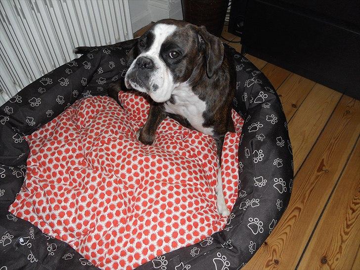 Boxer Kahvi billede 11