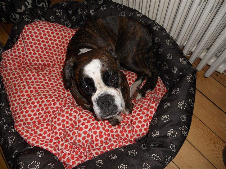 Boxer Kahvi billede 12