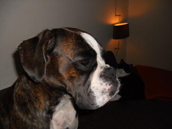 Boxer Kahvi billede 13