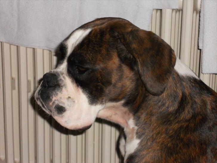 Boxer Kahvi billede 14