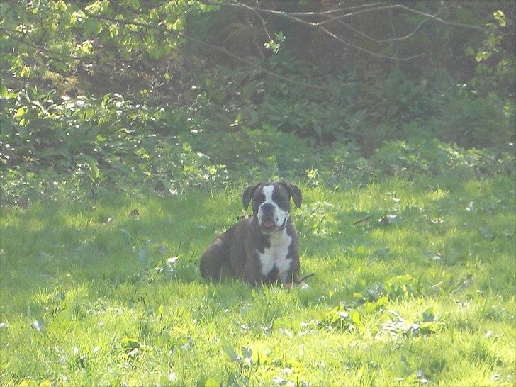 Boxer Kahvi billede 15