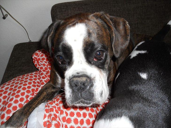 Boxer Kahvi billede 16