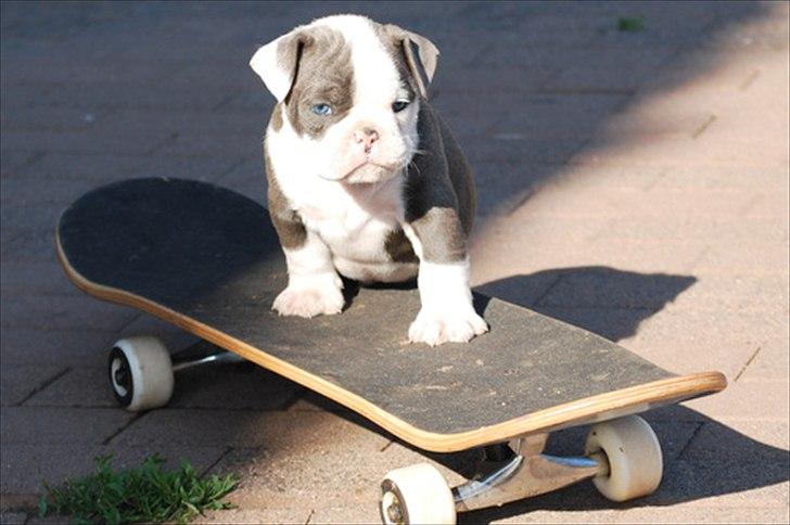 Olde english bulldogge Magnum von Frankenstein billede 13