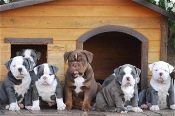 Olde english bulldogge Magnum von Frankenstein billede 9