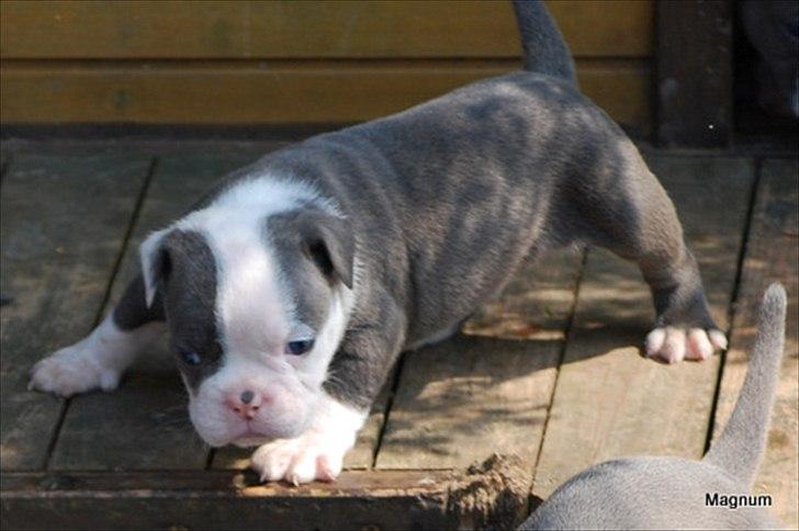 Olde english bulldogge Magnum von Frankenstein billede 10