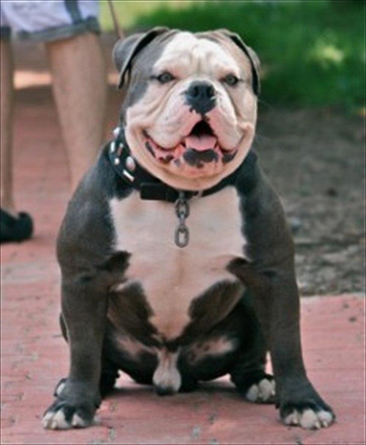 Olde english bulldogge Magnum von Frankenstein - Bedste far billede 17