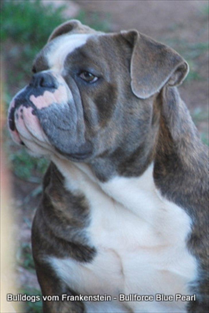 Olde english bulldogge Magnum von Frankenstein - Mor billede 18