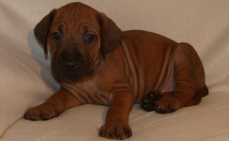 Rhodesian ridgeback Dalton billede 1