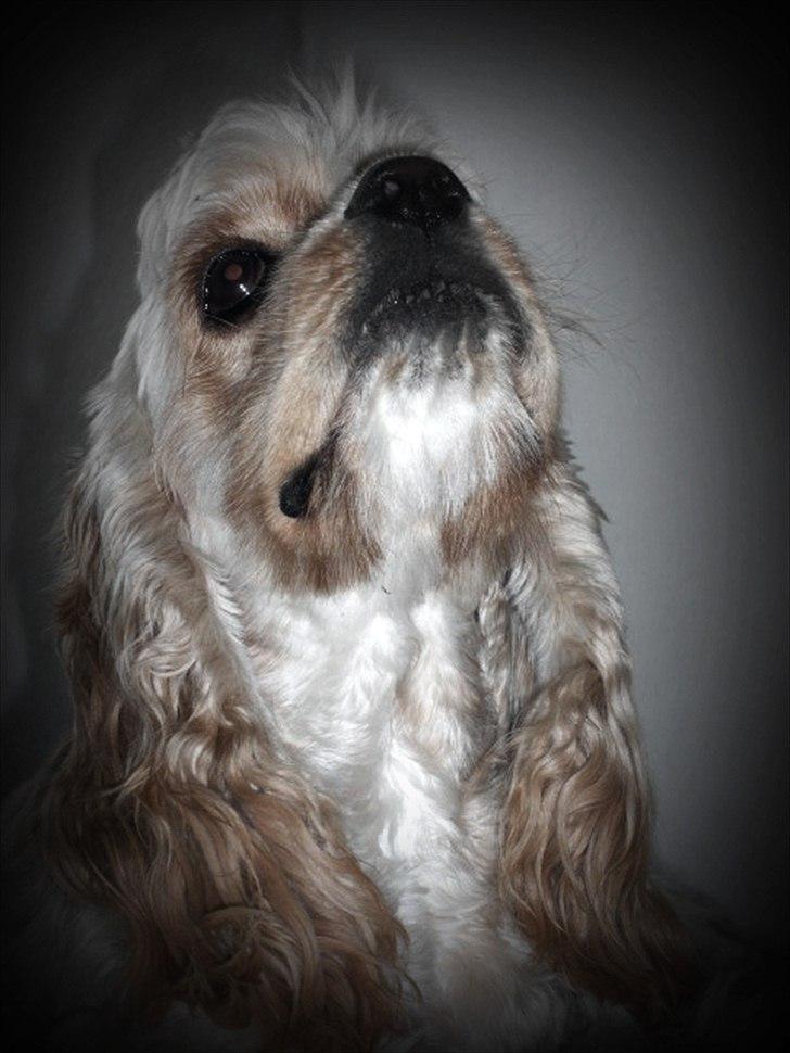 Amerikansk cocker spaniel Sille - Classic beauty.  billede 18