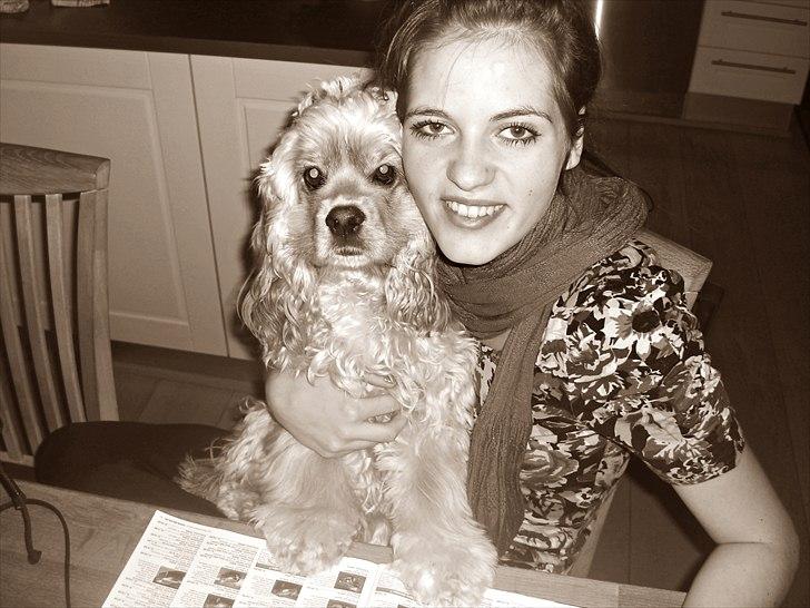 Amerikansk cocker spaniel Sille billede 19