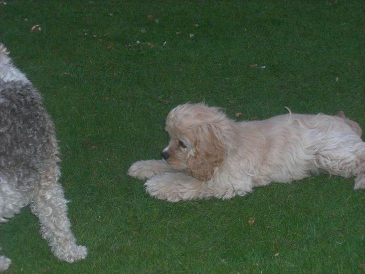 Amerikansk cocker spaniel Sille billede 20