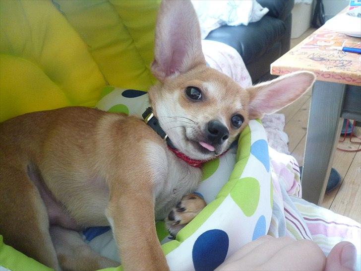 Blanding af racer Gizmo - Så rækker vi li' tunge  billede 5