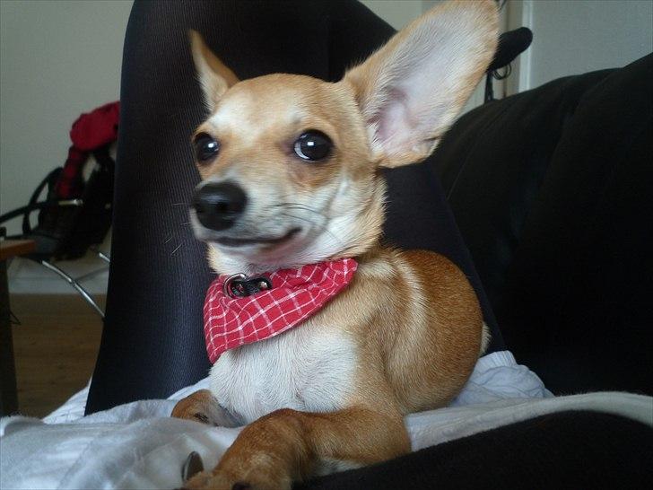 Blanding af racer Gizmo billede 4