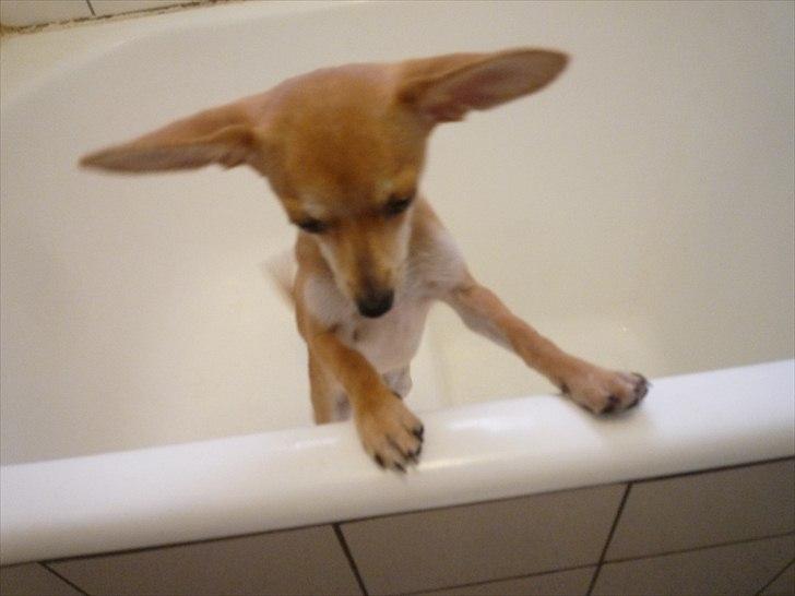 Blanding af racer Gizmo - Gizmo i bad(ekar) billede 10