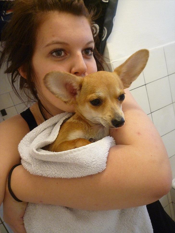 Blanding af racer Gizmo billede 11