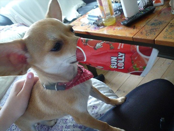 Blanding af racer Gizmo - SUN LOLLY ;-) billede 7